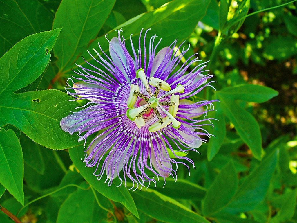 File:Passiflora incarnata 002.JPG - Wikimedia Commons