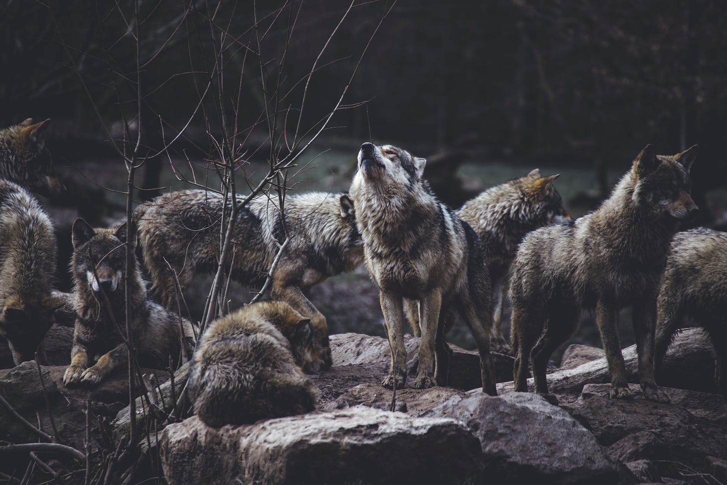 hungry wolves