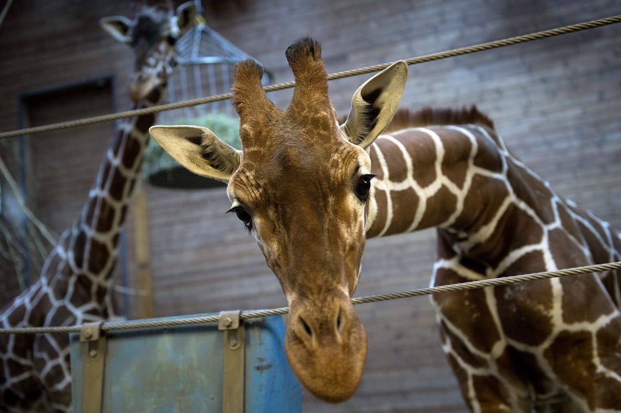 Picture taken on Febuary 7, 2014 shows a perfectly healthy young giraffe named Marius who was shot dead and autopsied in the presence of visitors to the gardens at Copenhagen zoo on February 9, 2014 despite an online petition to save it signed by thousands of animal lovers. Marius, an 18-month-old giraffe, was put down with a bolt gun early on Sunday, zoo spokesman Tobias Stenbaek Bro confirmed.