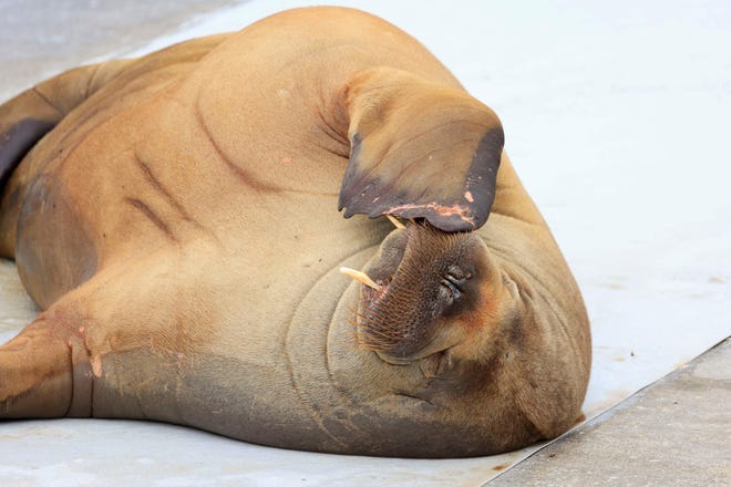 A female walrus named Freya lies at the waterfront at Frognerstranda in Oslo on July 18, 2022.