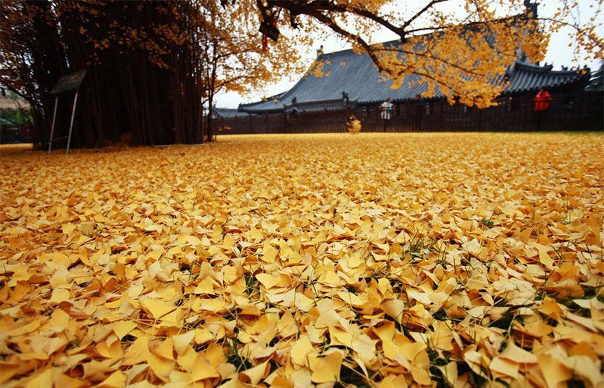 1400-old-ginkgo-tree-yellow-leaves-buddhist-temple-china-3