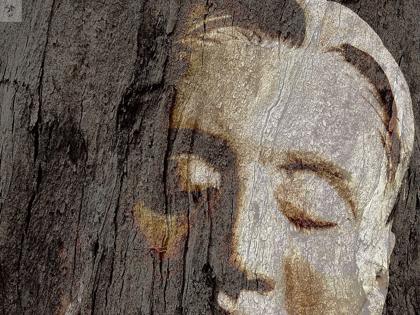 A tree trunk with a carved wooden female face superimposed