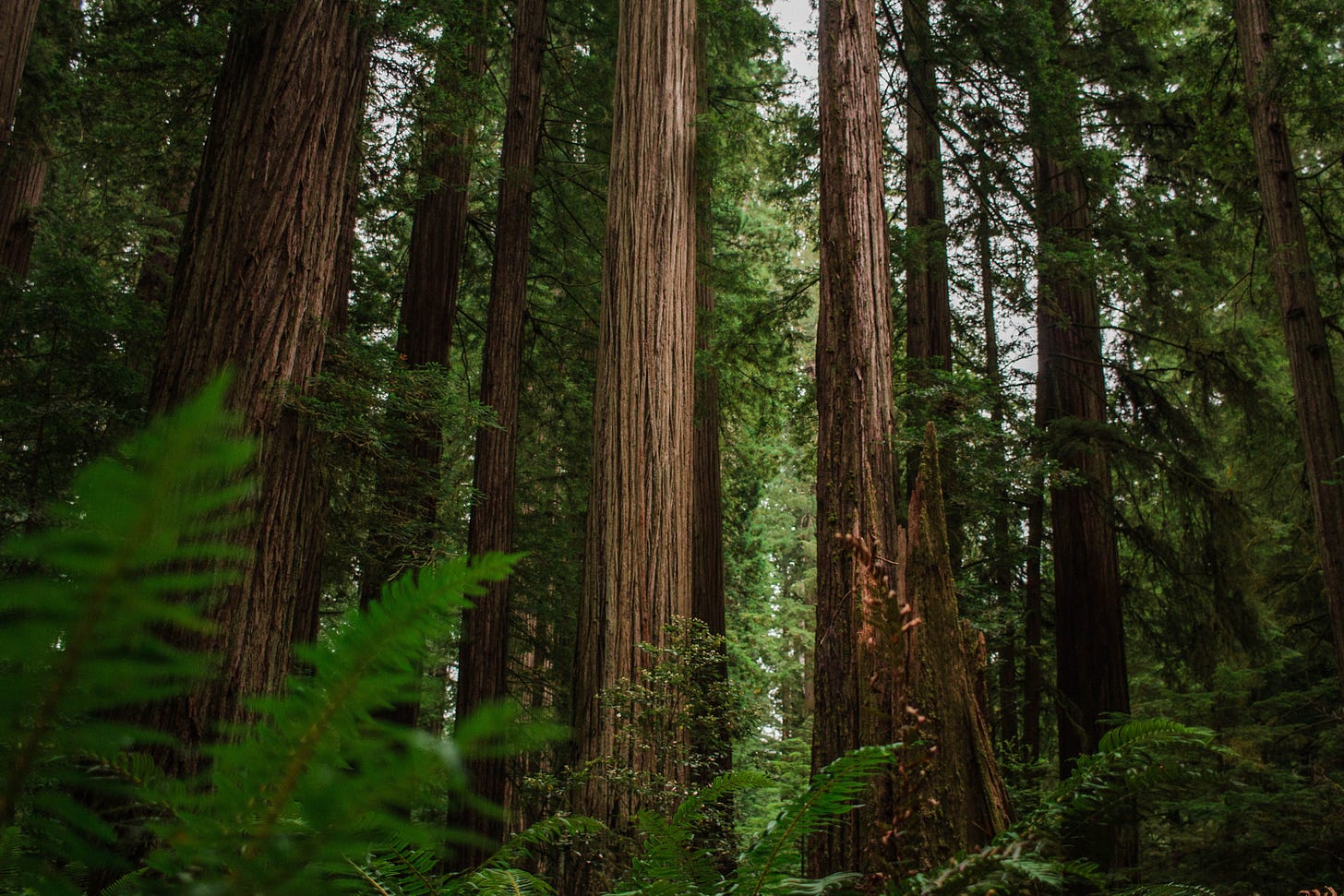 Image of giant redwood trees via Hannah Grace on Upsplash
