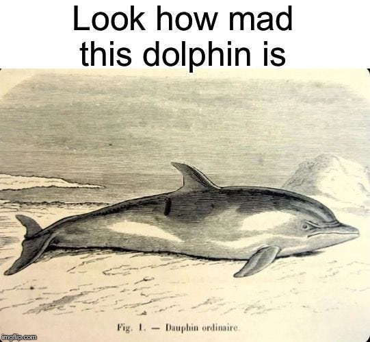 Dolphin triggered | Funny pix, Fun to be one, Funny memes