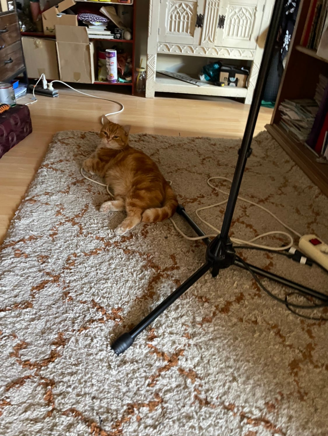 Foto van een rooie gestreepte kat die ligt op een kleed waar ook een microfoon standaard op staat/