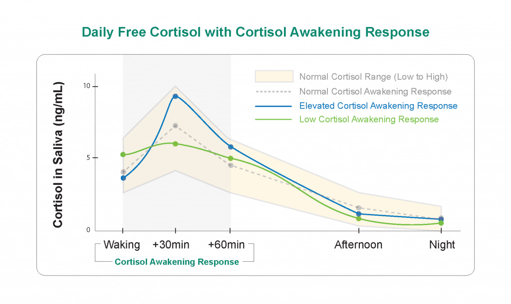 Graph depicting the cortisol awakening response