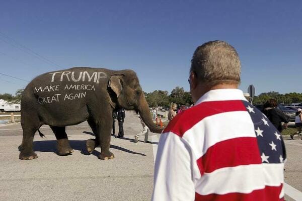 Photo of a man wearing a US flag shirt looking at an elephant upon whose side has been painted the words "Trump: Make America Great Again"