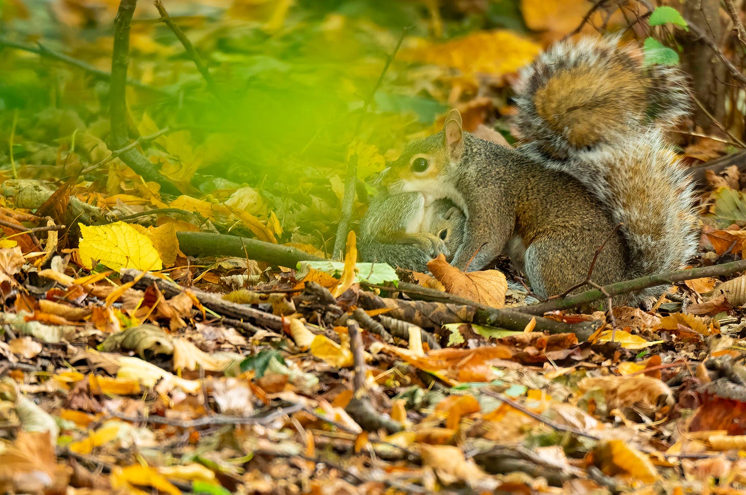 Photo of a female grey squirrel carrying its baby in its mouth
