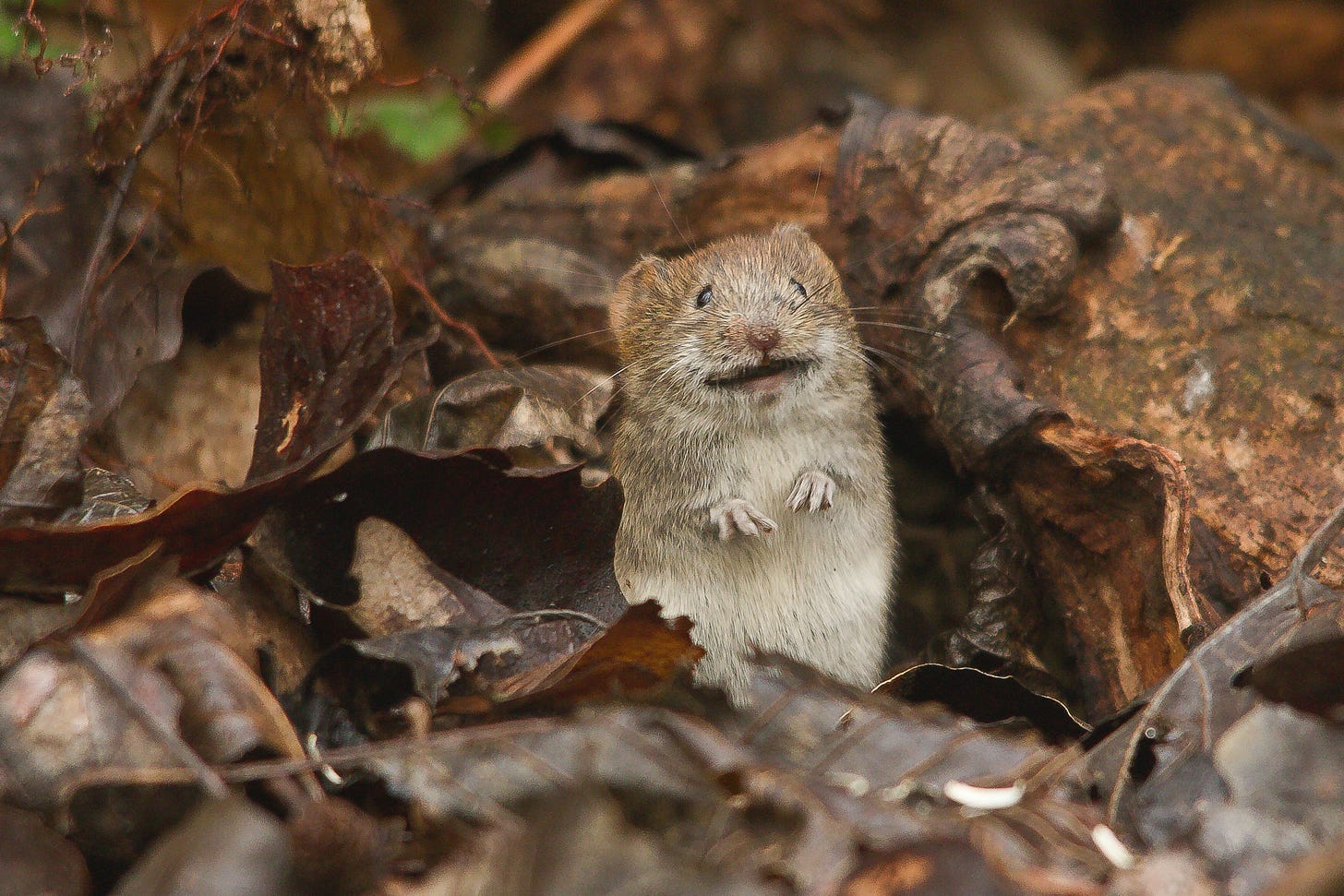 A mouse outdoors in autumn leaves, sitting on its haunches with its mouth slightly open, looking rather like a Muppet