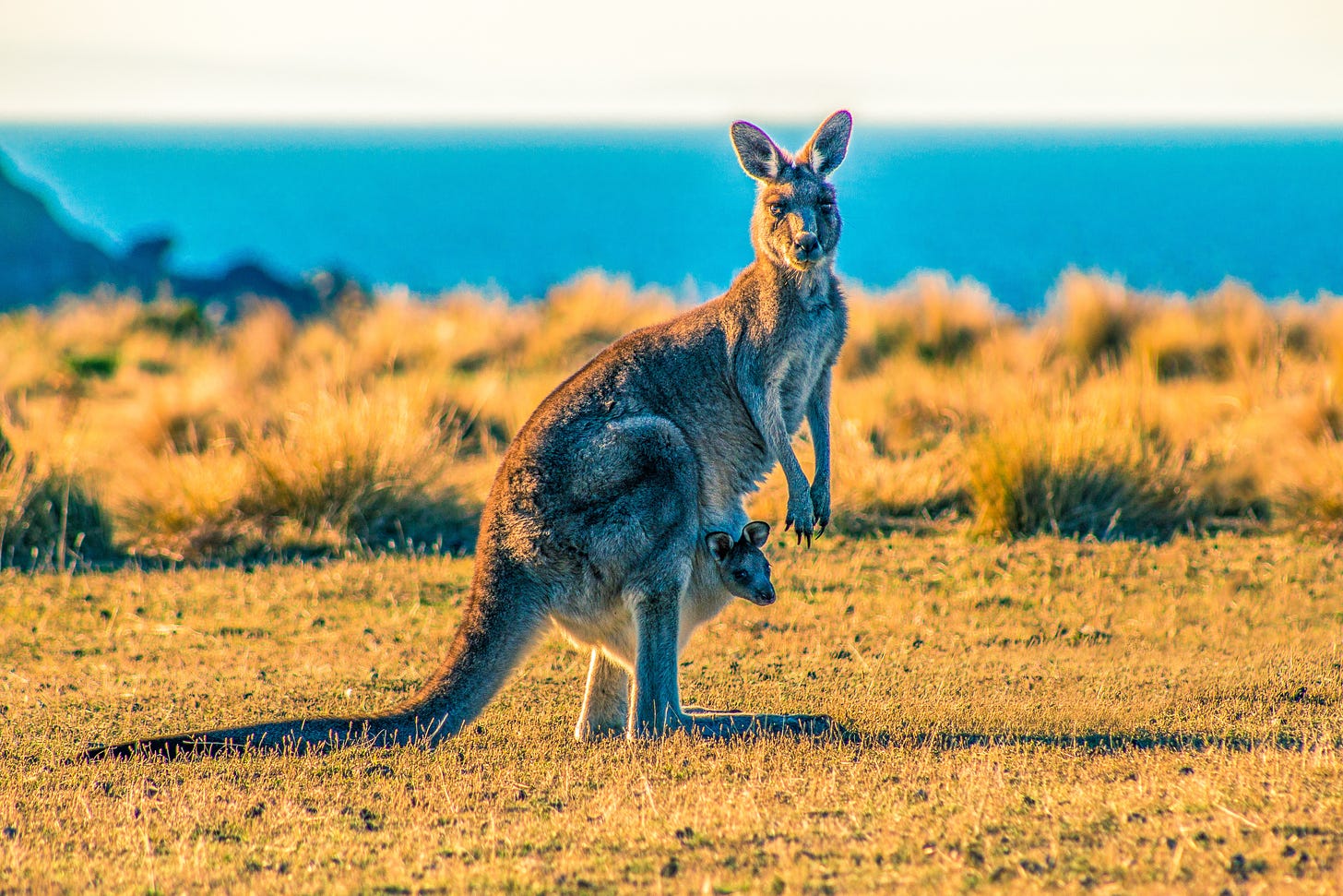 Kangaroo's are native to the region of North Queensland, Australia. Home of the people who speak Guugu Yimithirr.