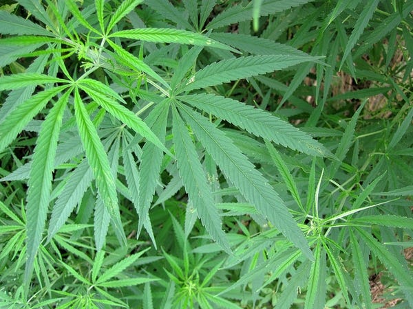 Cannabis sativa (Hashish, Hemp, Indian Hemp, Marihuana ...