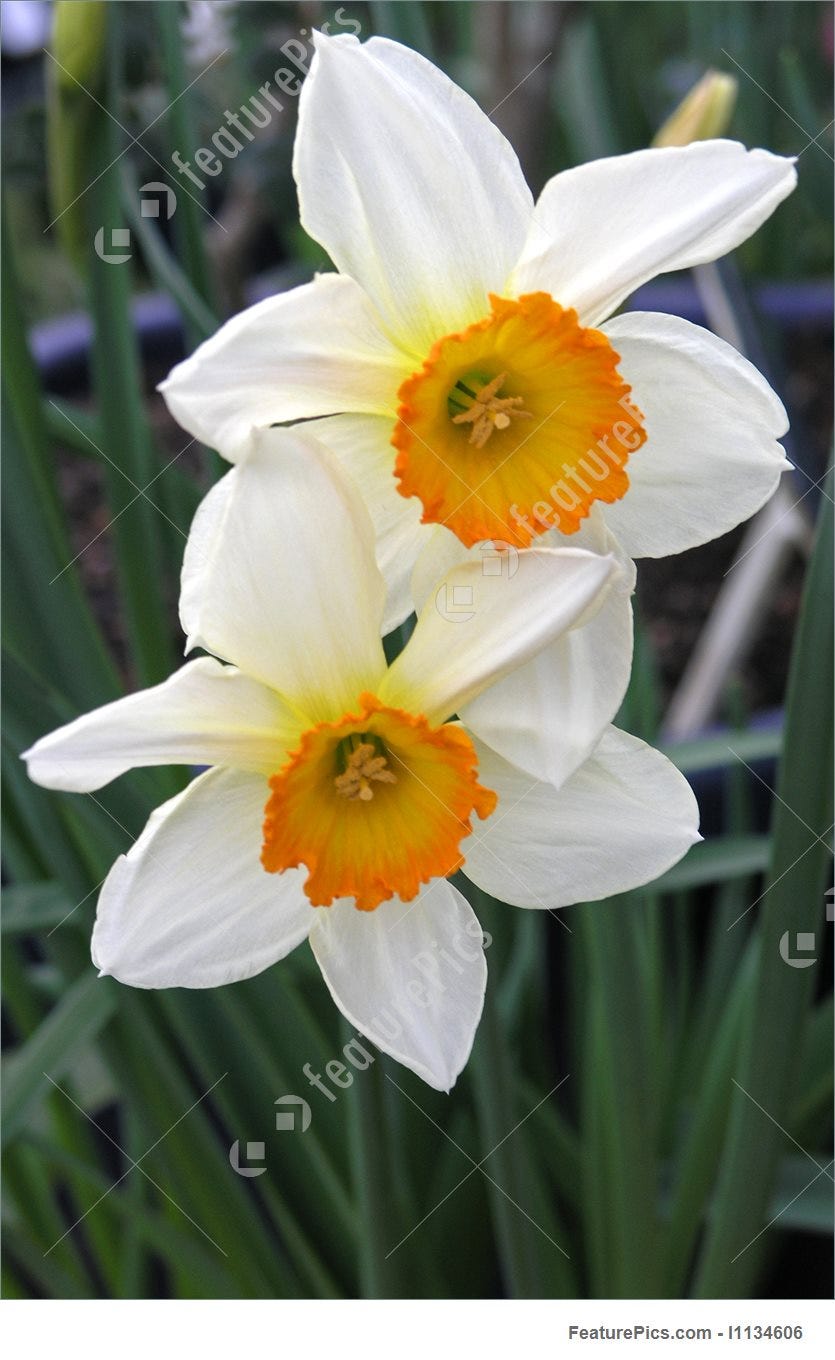 Two White Daffodils With Orange Trumpets Photo Two White Daffodils With Orange Trumpets Photo