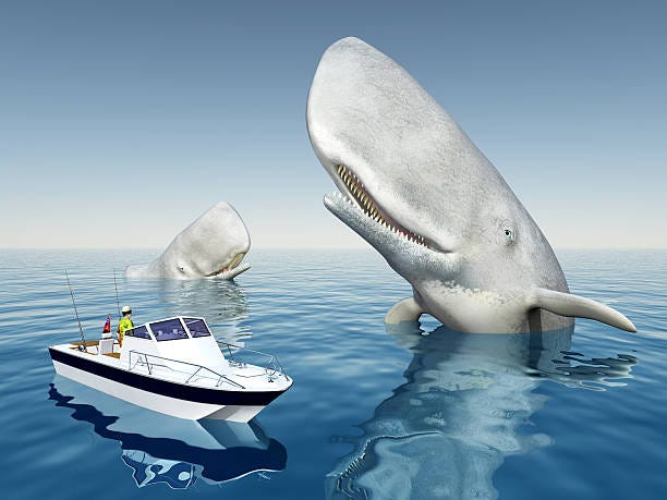 Sea angler and sperm whales