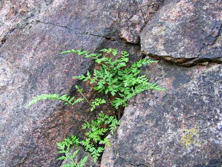 Rock fern growing in a rock crevice