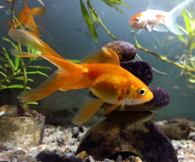 Goldfish - Wikipedia