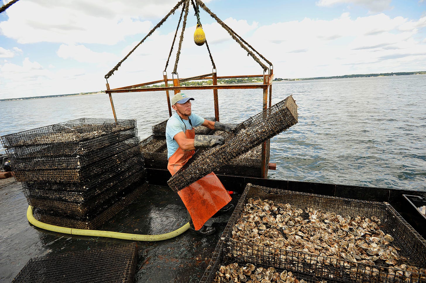 Stamford oystermen find 80-hour work weeks worthwhile