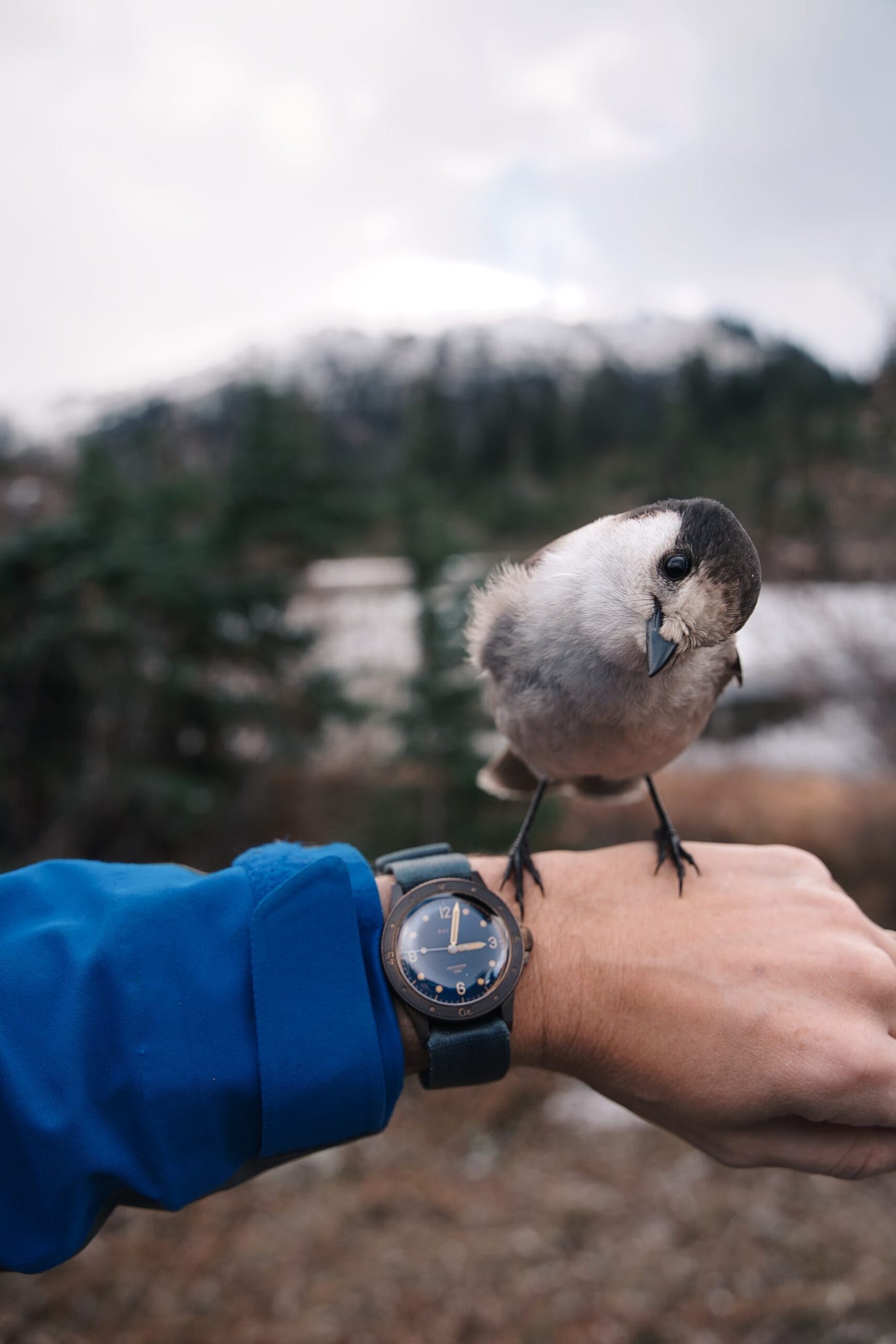 A wrist shot in the woods with a Snow Jay standing on wrist with its head cocked looking directly at you.