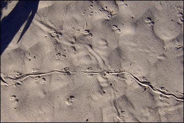 Image result for mice tracks in sand