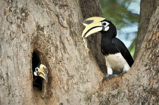 oriental pied hornbill | Singapore Bird Group