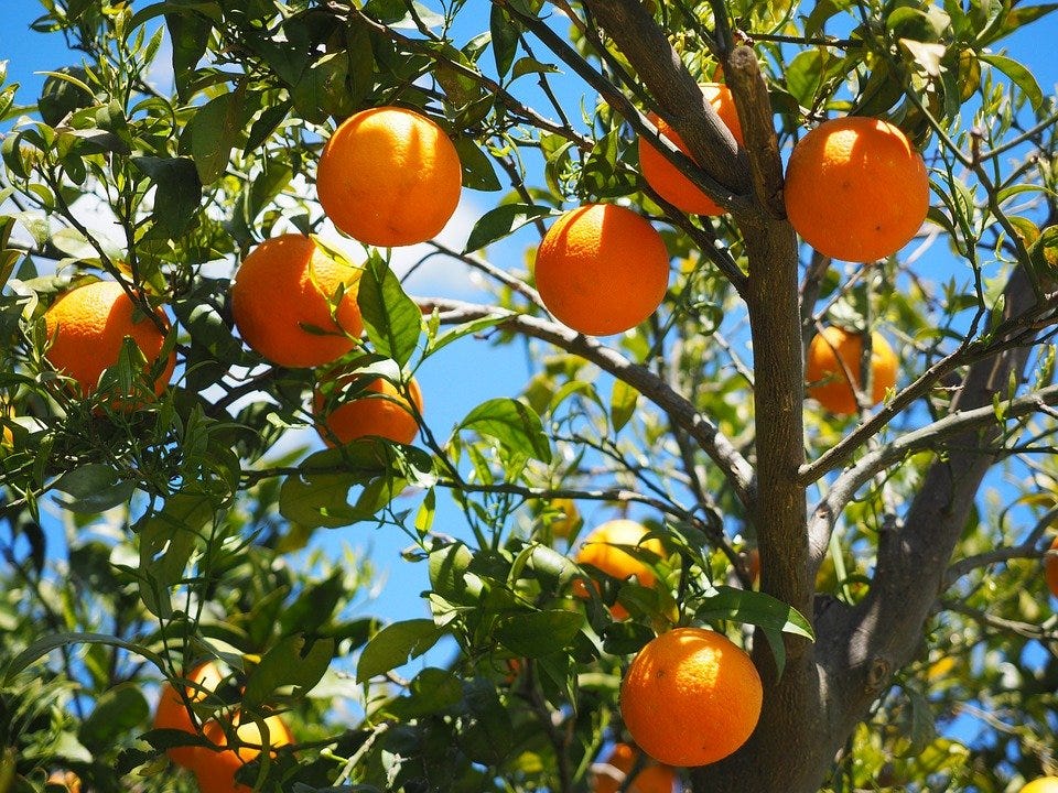 Oranges, Fruits, Grove, Orange Trees, Trees