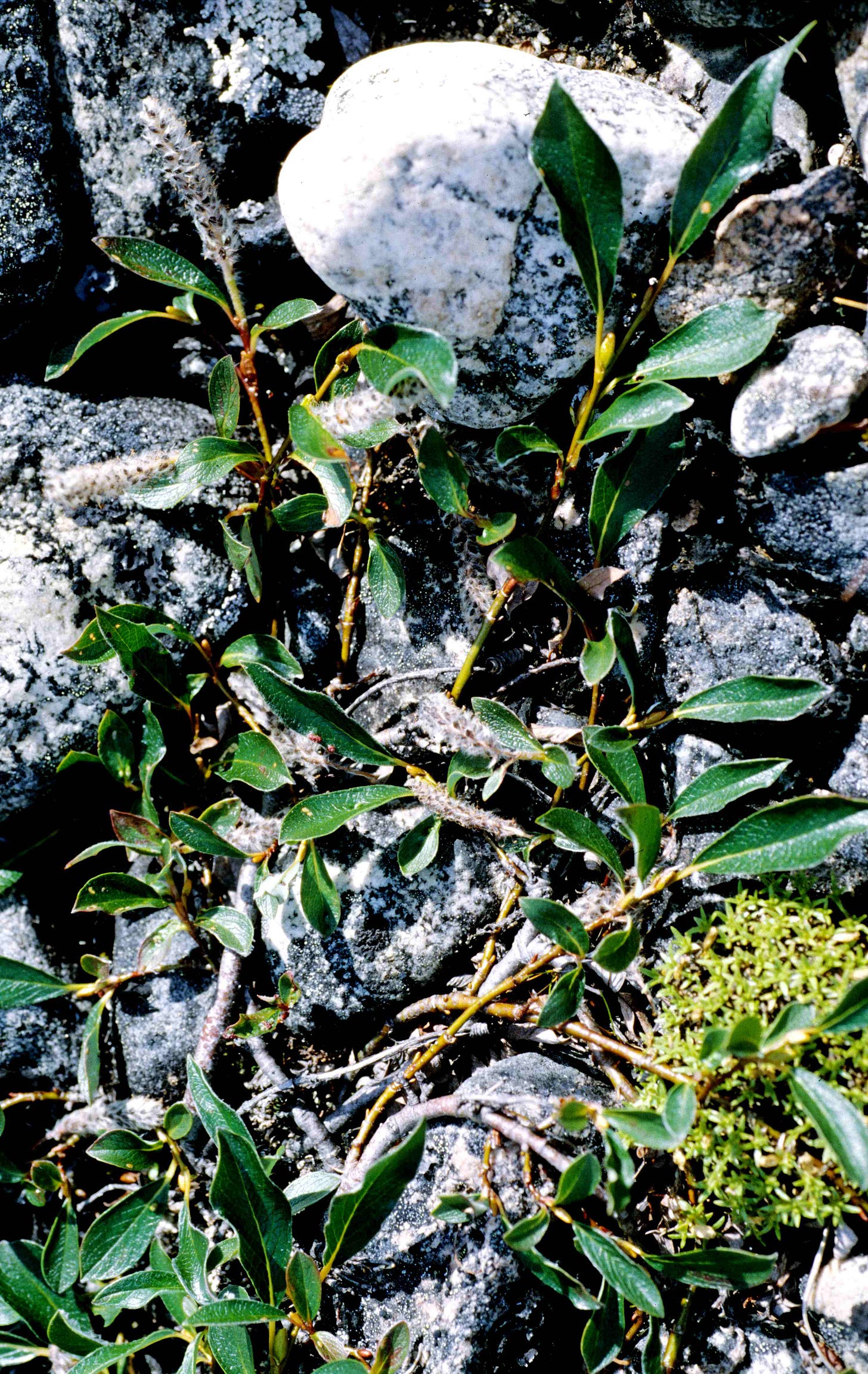 File:Salix planifolia 2001-07-15.jpg - Wikimedia Commons