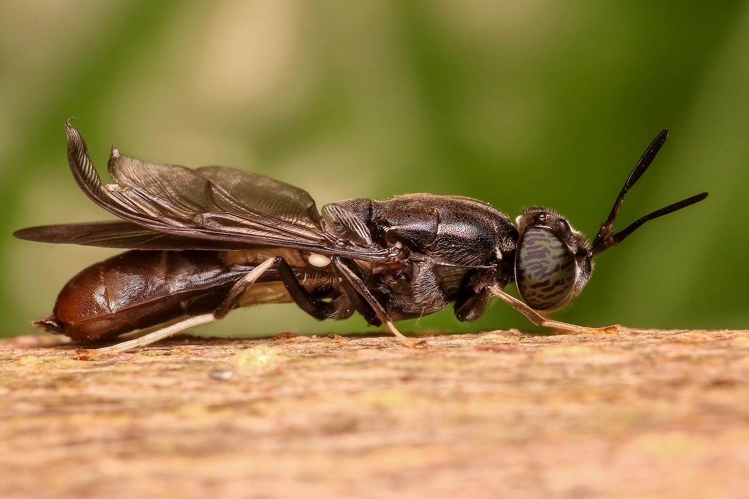 A Black Soldier Fly perched on a branch.