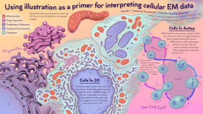 Poster titled, "Using illustration as a primer for interpreting cellular EM data"