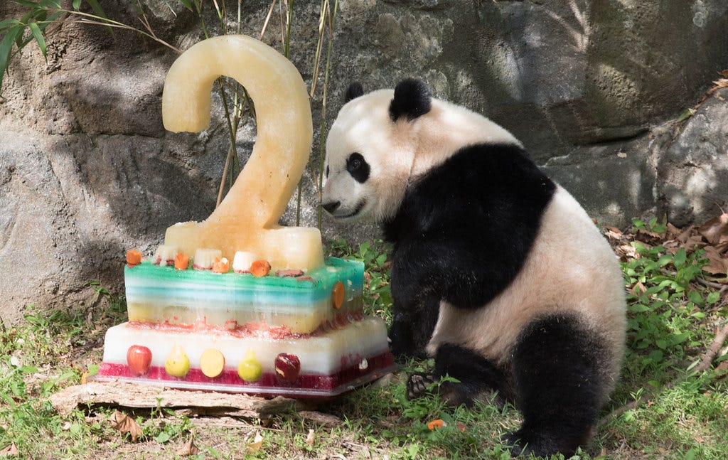 Bao Bao Celebrates Her Second Birthday