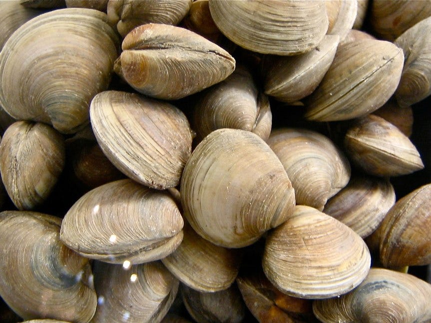 clams