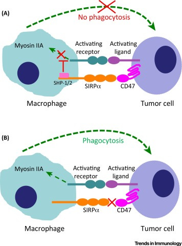 SIRPα–CD47 Immune Checkpoint Blockade in Anticancer Therapy: Trends in  Immunology