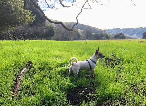 When loyal reader Rebecca left her dog Pepper with friends one weekend, he was having nothing of it. Instead, over eight hours, he found his way home — a 1 1/2-mile trek from Longfellow to Bushrod to the Oakland/Emeryville border. Want your pet to appear in The Highlighter? hltr.co/pets