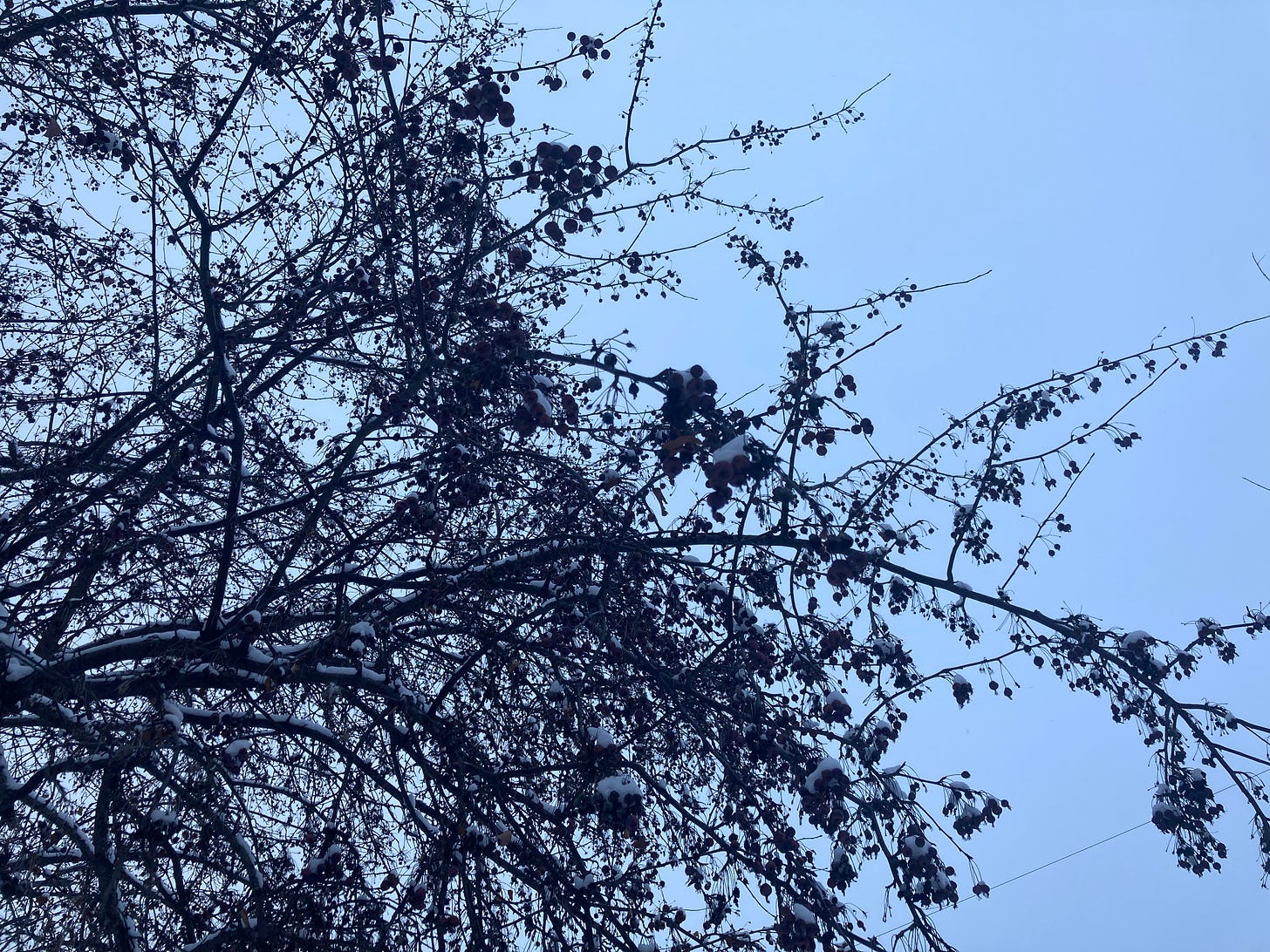 見上げた空に、凍った赤い木の実と雪の積もった枝。青い空。