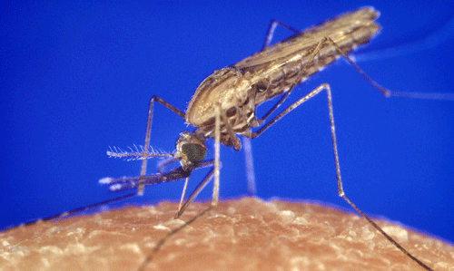 African malaria mosquito - Anopheles gambiae Say