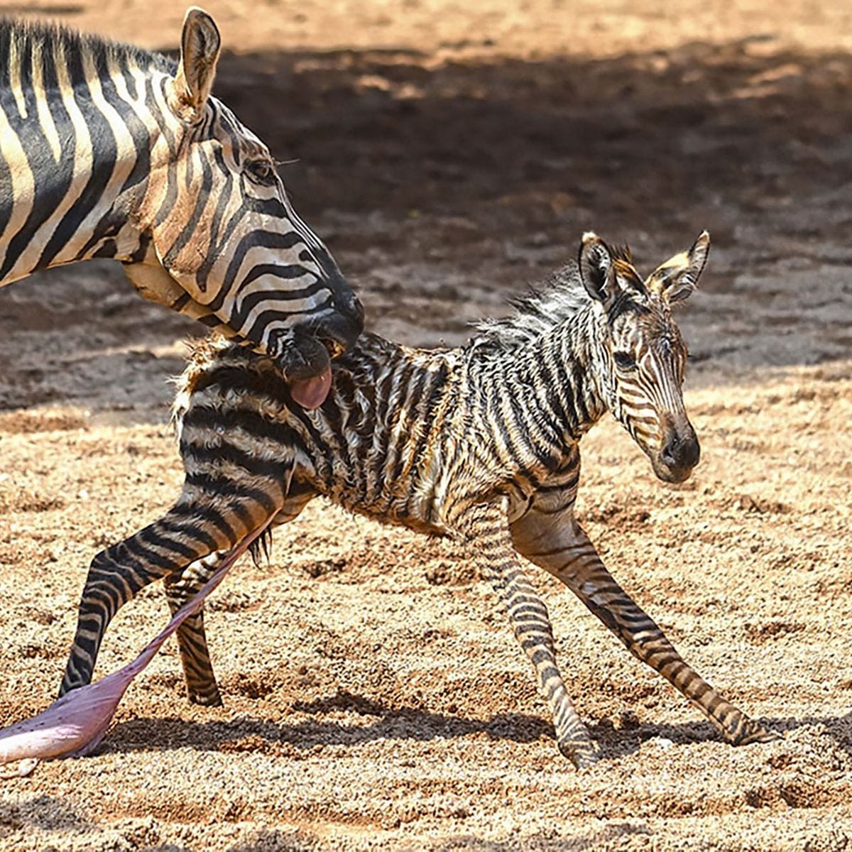 Newborn zebra's life saved by zookeepers as it starts to drown seconds  after birth - World News - Mirror Online