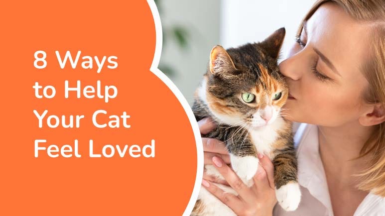 8 ways to help your cat feel loved