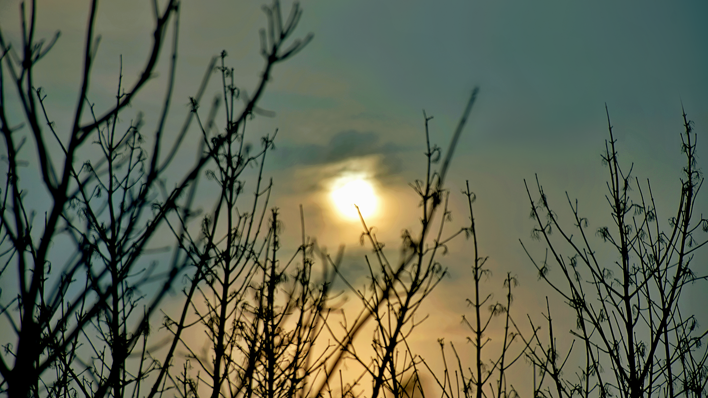 The sun behind cloud-covered sky surrounded by leafless thin trees