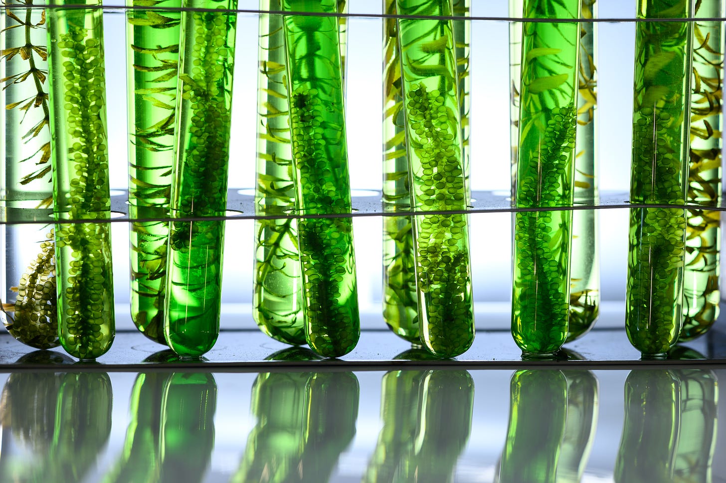 Not just biofuels: Algae&#39;s next wave | Greenbiz