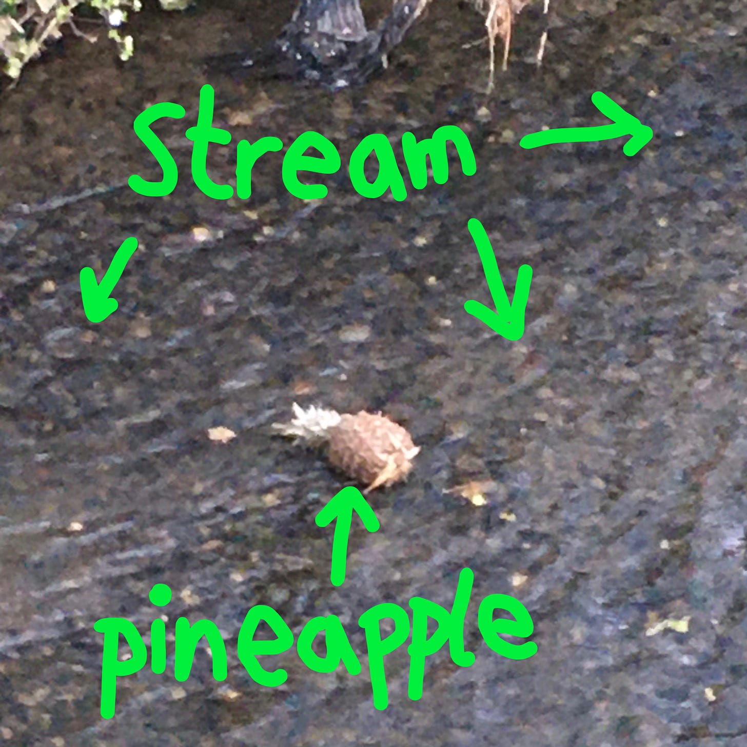 annotated photo of a pineapple in a stream