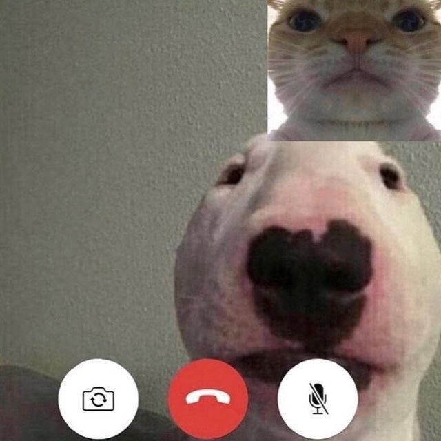 Face time | Nelson the Bull Terrier / Walter | Know Your Meme