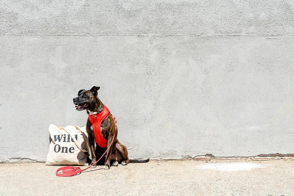 Medium sized dog wearing a “Wild One” coral harness against a concrete wall with a “Wild One” canvas tote back on its side.