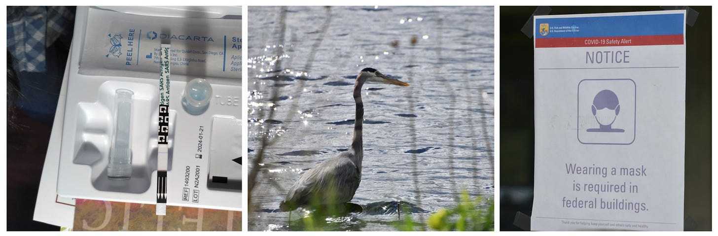 Image is 3 photos, the first is a negative result covid rapid test showing just the control line, the second is a photo of a Great Blue Heron standing in sunlit water, the third photo is of a sign with a graphic image of a head wearing a mask with the words NOTICE Wearing a mask is required in federal buildings.