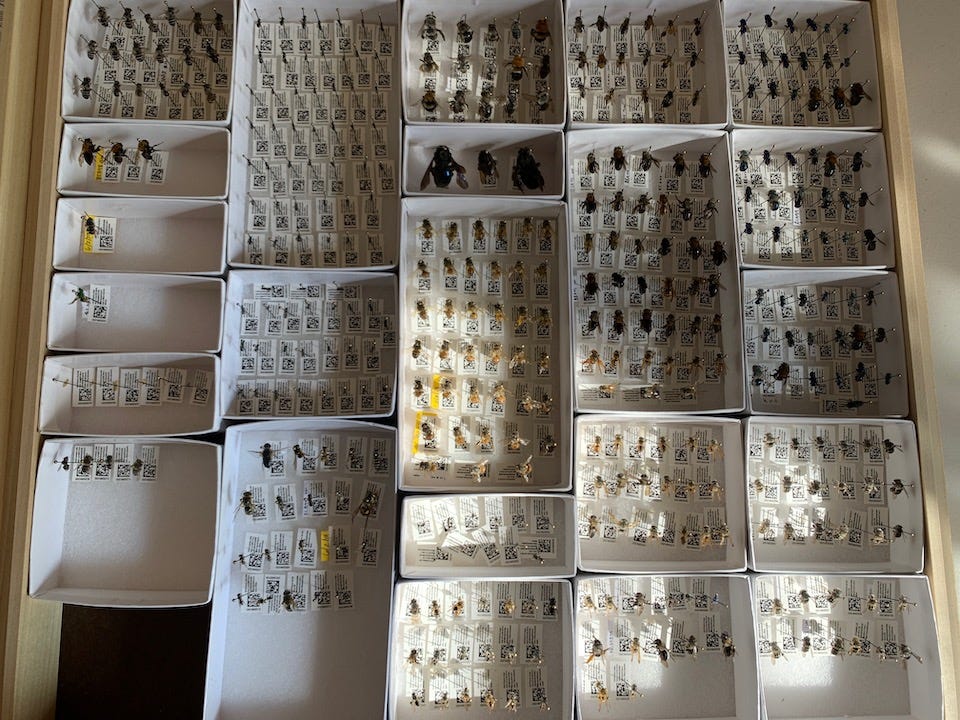 Image of bee collection.