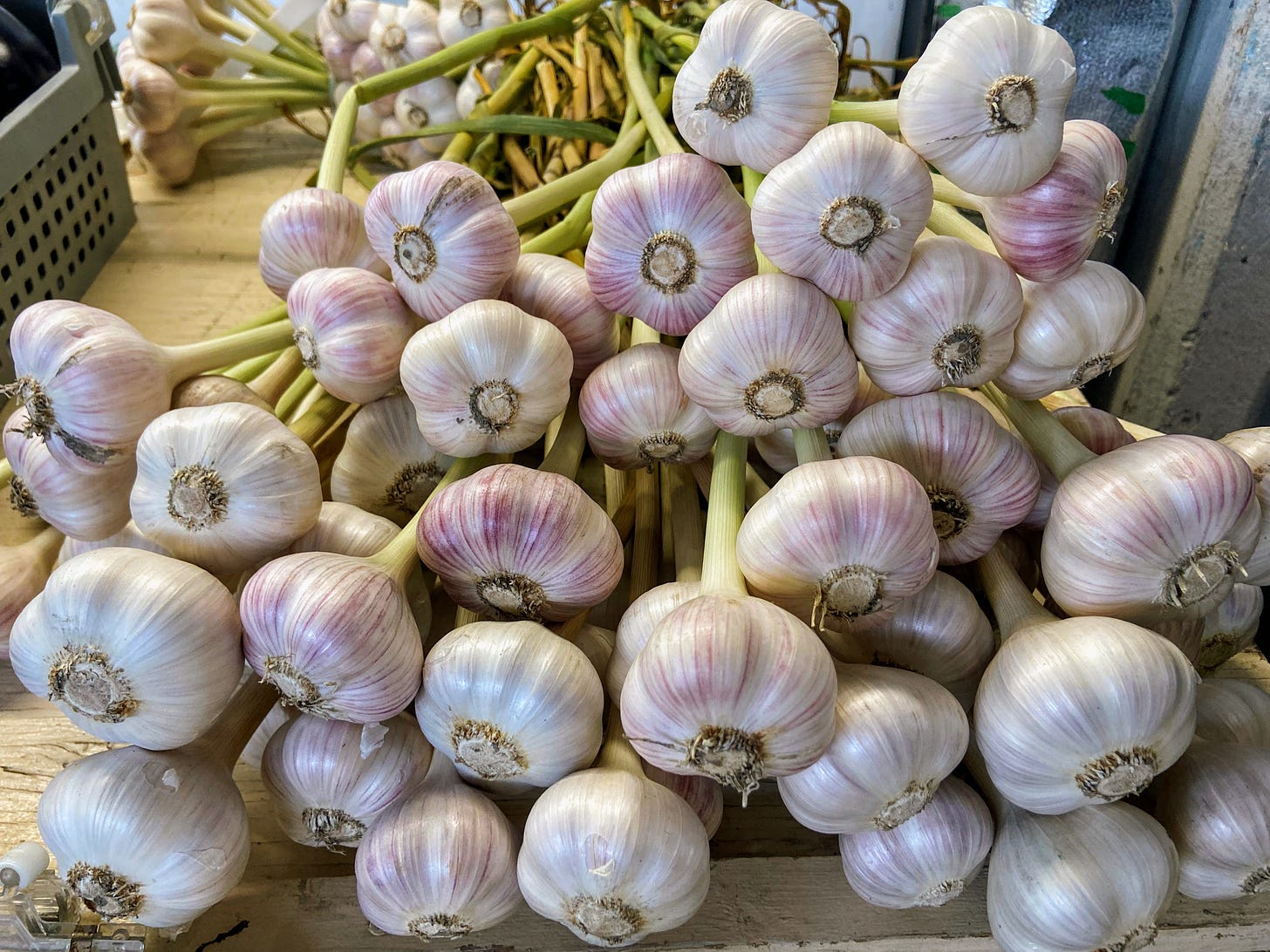 bunches of nice-looking garlic