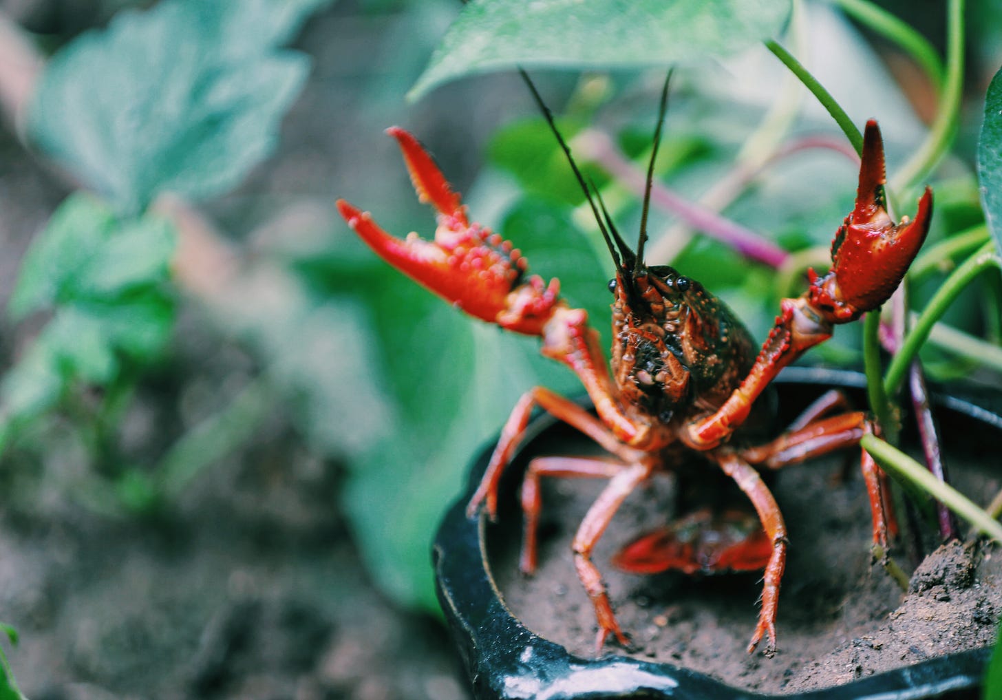 A bright orange-red crayfish putting its claws in the air like it just don't care