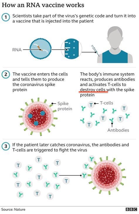 How an RNA vaccine works 1 1