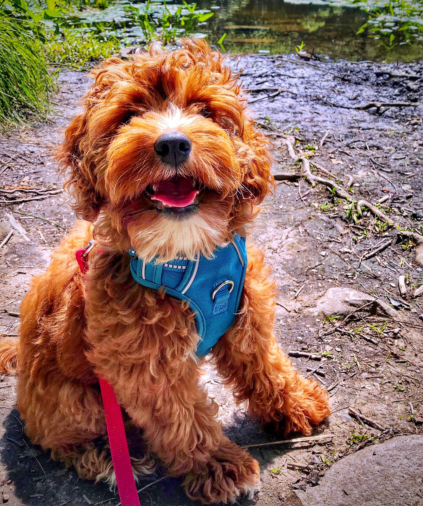 Apricot labradoodle sitting by water with slight smile and tongue hanging out of mouth.
