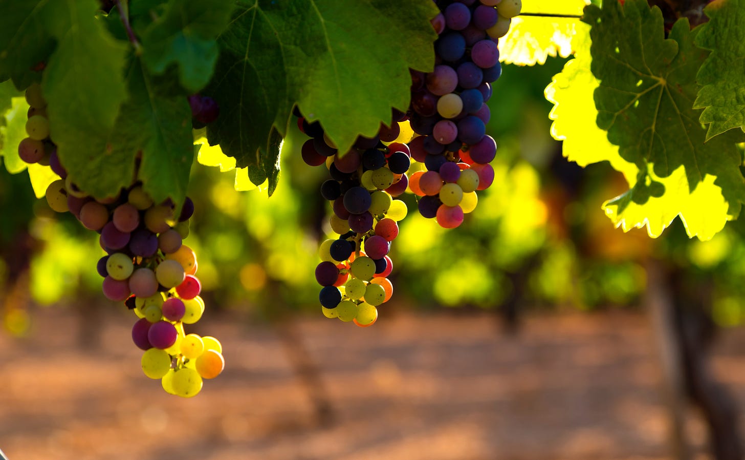 a picture of grapes in a vineyard on the vine