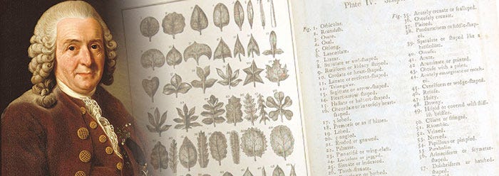 Carolus Linnaeus: Founder of Modern Taxonomy | The Institute for Creation  Research