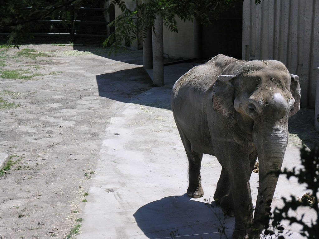 Oregon Elephant