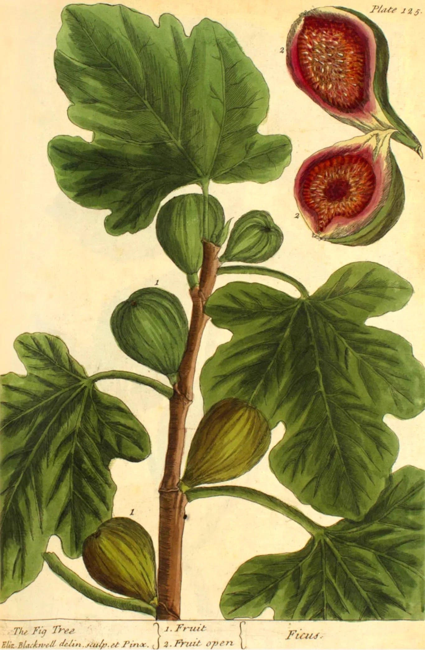 Illustration of a fig tree